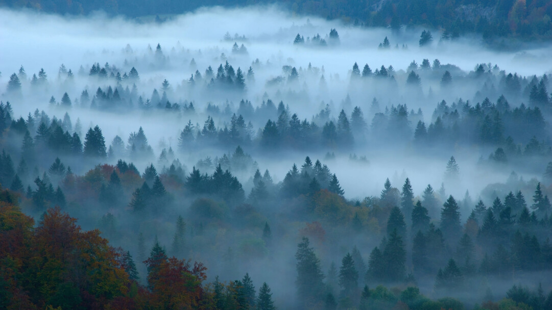 Escape into the peaceful ambiance of nature with this stunning 4K wallpaper featuring a serene forest shrouded in fog. The scenic view showcases the unique tranquility of nature and the seamless blend of colors.