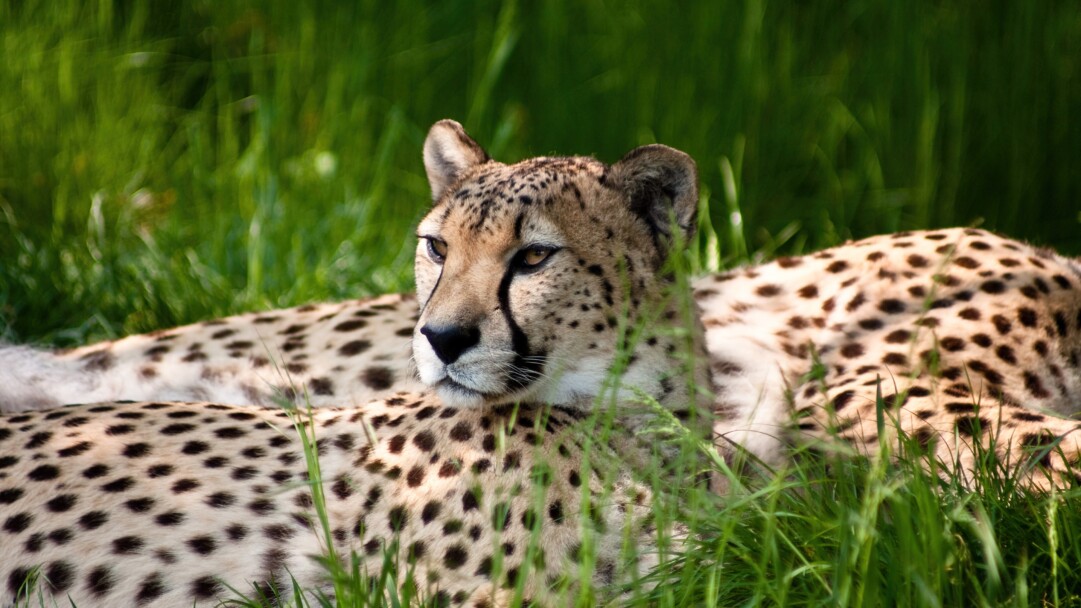 Experience the wild beauty of the African savanna with this stunning 4K wallpaper featuring a majestic cheetah in its natural habitat. The picturesque landscape and wildlife make it a perfect addition for animal and nature lovers.