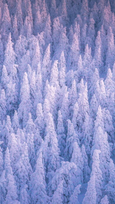 Immerse yourself in the serene beauty of a snow-covered forest with this captivating 4K wallpaper. The tranquil winter landscape, featuring snow-clad trees and a serene atmosphere, creates a peaceful and scenic escape. Ideal for those who appreciate the beauty of nature in its snowy, tranquil form as a desktop background.