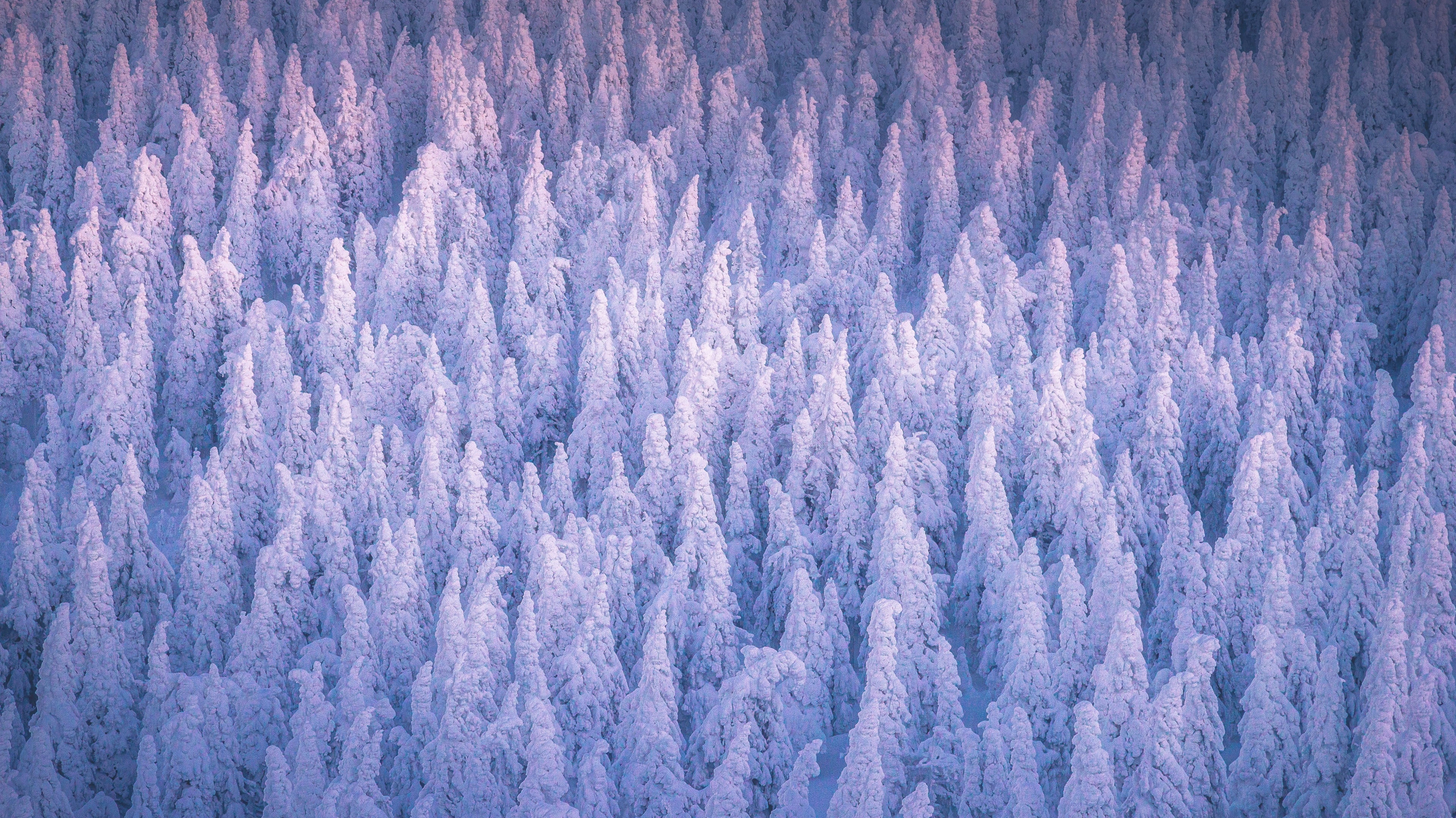 snow forest wallpaper